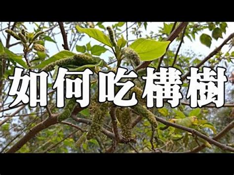 構樹根|楮樹根,楮樹根的功效與作用